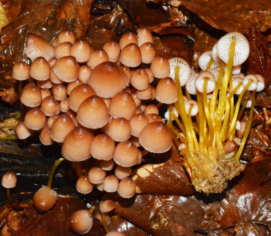 Mycena del 14/05/2018